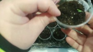 БОМБИЧЕСКИЕ всходы томатов на  КЕРАМЗИТЕ. Проект РЕЗАНКИ. Посевная.ПОЛИВ по чайной ложке.