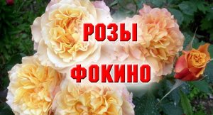1.12.2021 Мой заказ в Розах Фокино.mp4