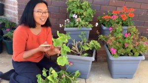 #gardening #gardeningtips How to prune Geraniums Pinay Countrylife