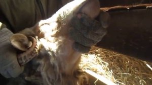 how to take blood from a sheep? Как барть кровь у овец из яремной вены 2274