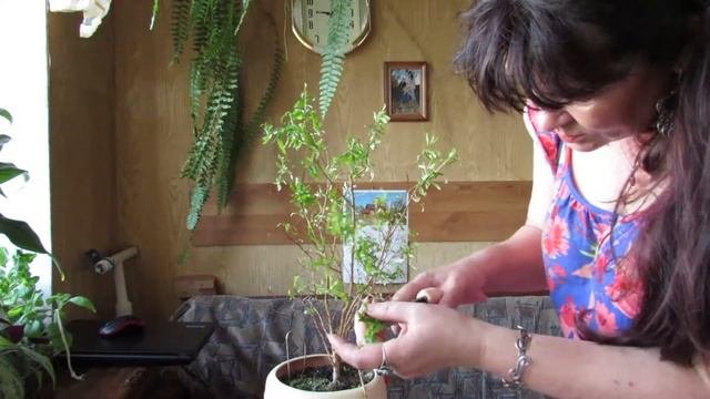 Обрезаем комнатный  ГРАНАТ.  Растение ДО и ПОСЛЕ обрезки.