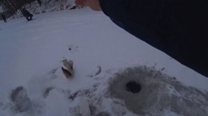 ВЫШЛИ ПЕРВЫМИ В НЕБИТОЕ МЕСТО! Ловля щуки по ПЕРВОМУ ЛЬДУ на жерлицы и балансир! Зимняя рыбалка!
