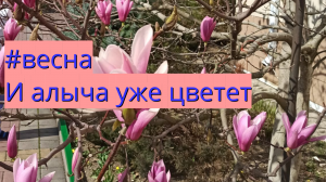 #весна И алыча уже цветет