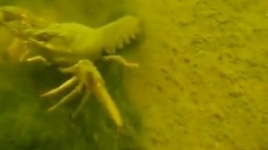 Рак-"бык" не из робкого десятка