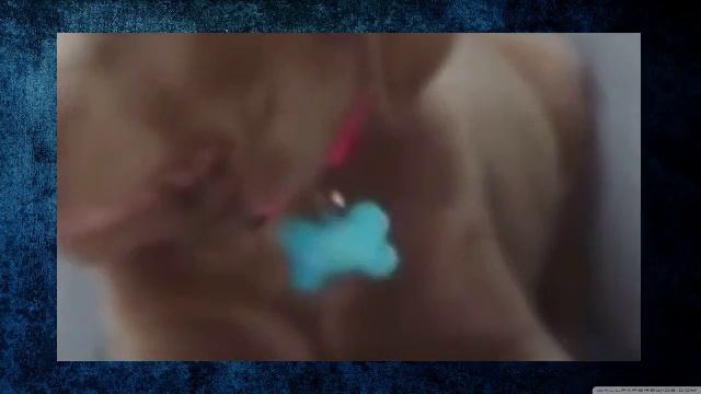 Смешные Собаки Кто проиграл бой со сном Собаки Пытаясь бодрствовать смотреть онлайн