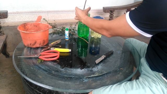 How to plant jabuticaba and make roots cuttings смотреть онлайн