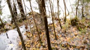 С карело финской лайкой на охоте.Лесной чай на костре