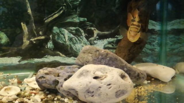 Сальвини смотреть онлайн