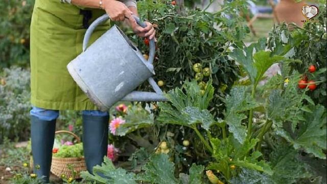 Природный мел для клематиса смотреть онлайн