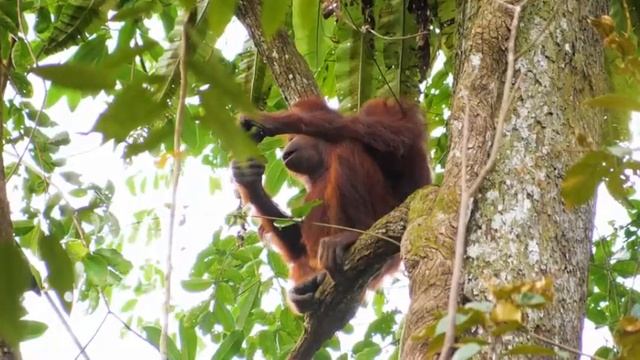Мышление успешного человека смотреть онлайн