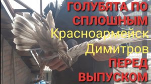 Голубята по красноармейским сплошным перед выпуском.