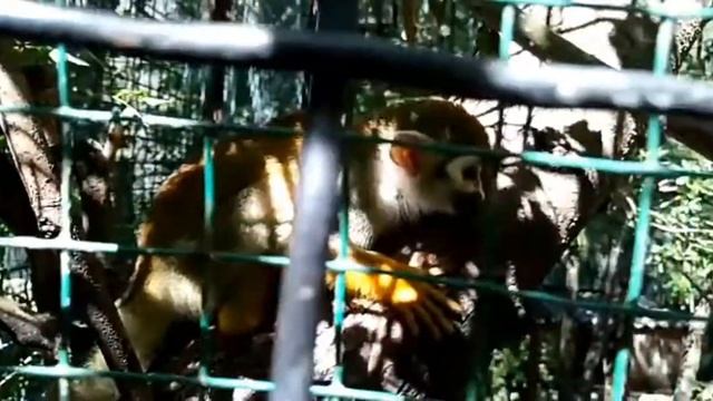 Крым. Ялта. Зоопарк "Сказка". Часть 1. Пеликаны, обезьяны, медведь и другие. смотреть онлайн