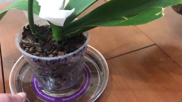 Мои орхидеи и фиалки. Ежедневные цветочные заботы смотреть онлайн