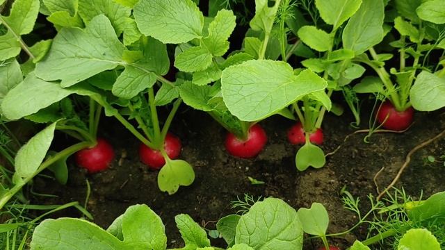 Редис ящиками! Как повысить  урожайность редиса простыми способами, без химии.