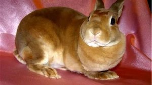 ТОП 5 ПОРОД ДЕКОРАТИВНЫХ КРОЛИКОВ