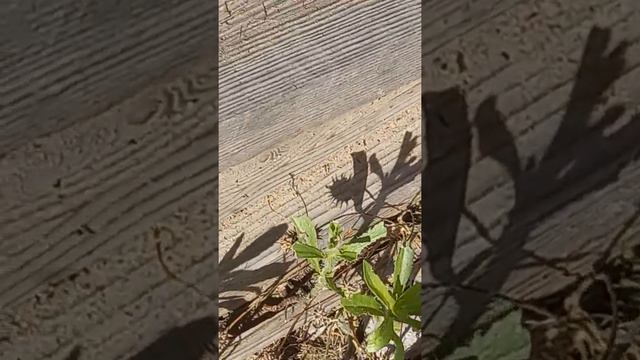 Огромный тарантул астраханская обл. смотреть онлайн