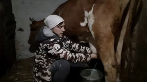 ВЕЧЕРНЯЯ ДОЙКА КОРОВЫ#УДОЙ МОЛОКА В СУТКИ