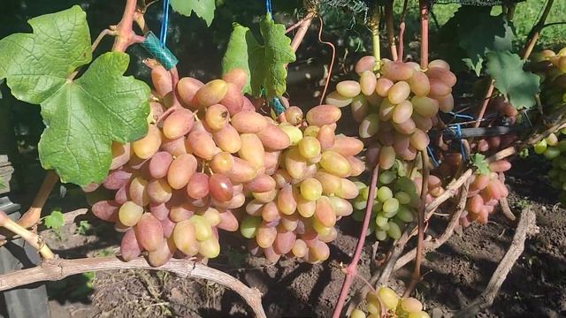 САМЫЙ СТАБИЛЬНЫЙ ВИНОГРАД на моём участке. смотреть онлайн