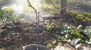 Весенняя обработка абрикоса и персика часть 1