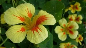 Настурция цветок — классификация многолетних сортов