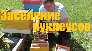 Повторное заселение нуклеусного парка