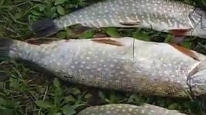 Летняя рыбалка щуки. Ловля на реке Пара в Рязанской области