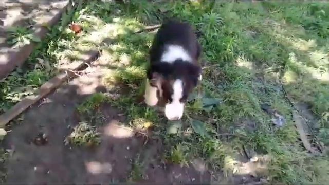 мальчик 2 Элелет Адам