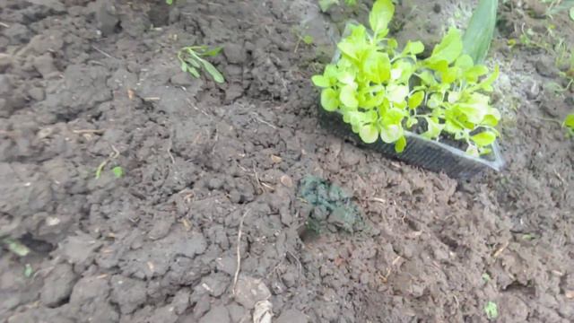 Висаджую розсаду пекінської капусти / ВИРОЩУВАННЯ КАПУСТИ. смотреть онлайн