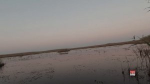 ОХОТА НА УТОК С ЧУЧАЛАМИ И ПОДСАДНЫМИ КРЯКУХАМИ / НАЛЕТ СЕРЫХ ГУСЕЙ / КРАСНОДАРСКИЙ КРАЙ 2021