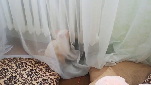 попался котик