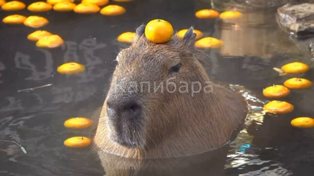 КАПИБАРА - OST смотреть онлайн