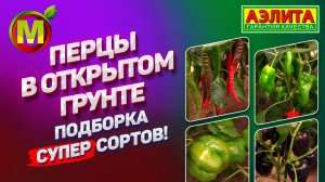 Семена СЛАДКОГО ПЕРЦА для ОТКРЫТОГО ГРУНТА. Продолжение обзора наших СОРТОВ.