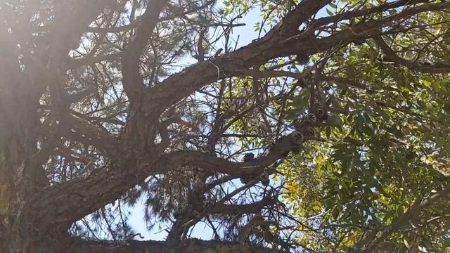 Пасущаяся Собака и Что можно найти на улицах Австралии, Сосны, Мимоза смотреть онлайн