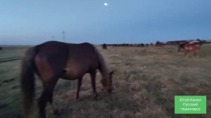 Как лучше пасти лошадей, когда стоит жара.