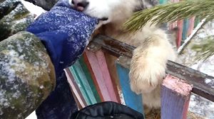 Помесь волка с хаски