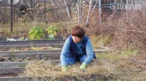 Лук севок для посадки осенью