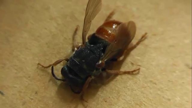 Parnopes Grandior (парнопес крупный)