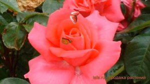 Роза чайно-гибридная Критерион (Rose Criterion) ? обзор: как сажать, саженцы розы