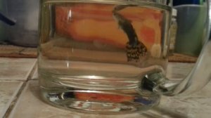 Гуппи умирает!? Что с рыбкой?