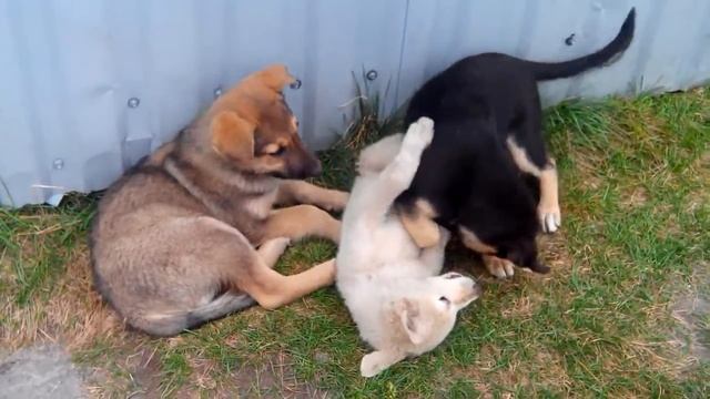 arew1460 Щенки.mp4 смотреть онлайн