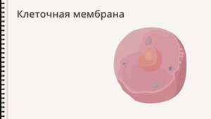 Животная клетка (Биология) - Binogi Россия
