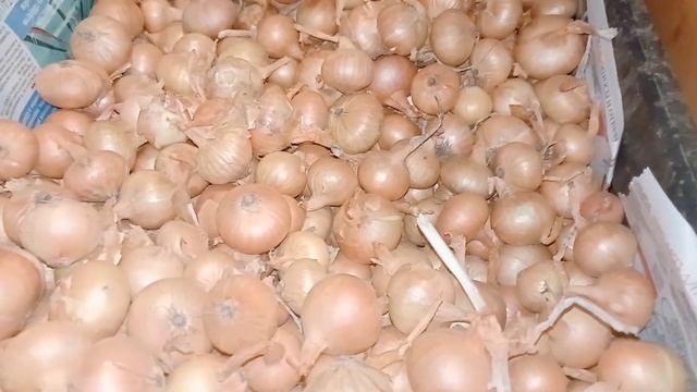 Секрет,как сохранить лук Семейный 2 года. смотреть онлайн