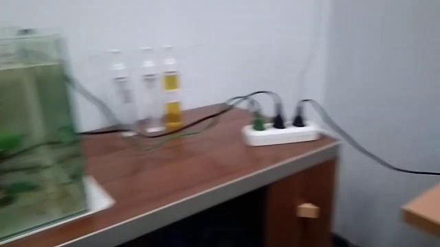Паразиты в аквариуме. Нематода. Как быстро избавиться от нематоды.