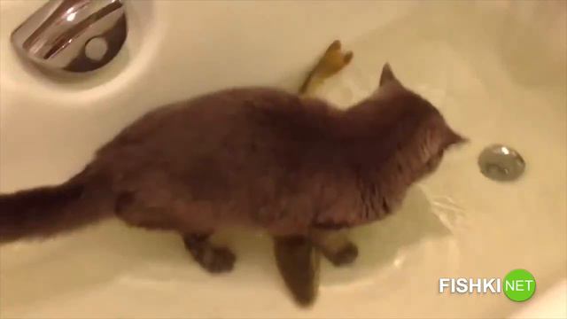 Коты, опоссумы и другие смотреть онлайн