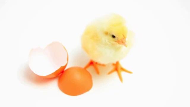 Самая доходная порода кур - бройлеры кобб 500 смотреть онлайн