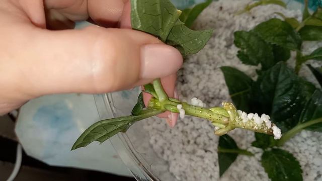👩🌾🌿КОРНИ ЕСТЬ!РЕЗУЛЬТАТ ЧЕРЕНКОВАНИЯ КРУПНОЛИСТНОЙ ГОрТЕНЗИИ 🌺ЧЕРЕЗ 12 ДНЕЙ! #черенкованиегортензи