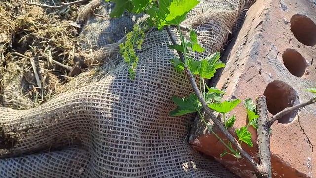 Огневка и стекляница на смородине.06.05.23.Сев Каз..Ч.493. смотреть онлайн