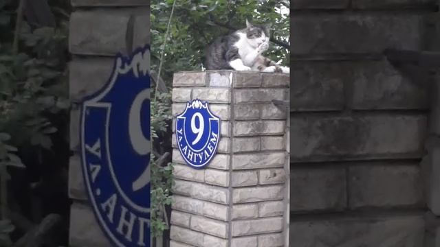 ФАЗЕНДУ А.ПАНКРАТОВА ЧЕРНОГО, КОТ ОХРАНЯЕТ☆ смотреть онлайн