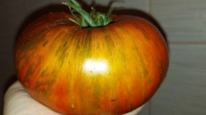 Томат "Странная вещь девушки."