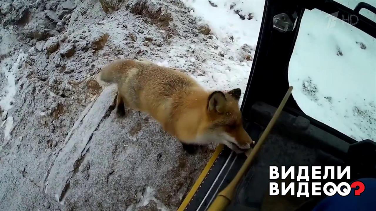 Экскаваторщик и лис. Видели видео? Фрагмент выпуска от 22.09.2019